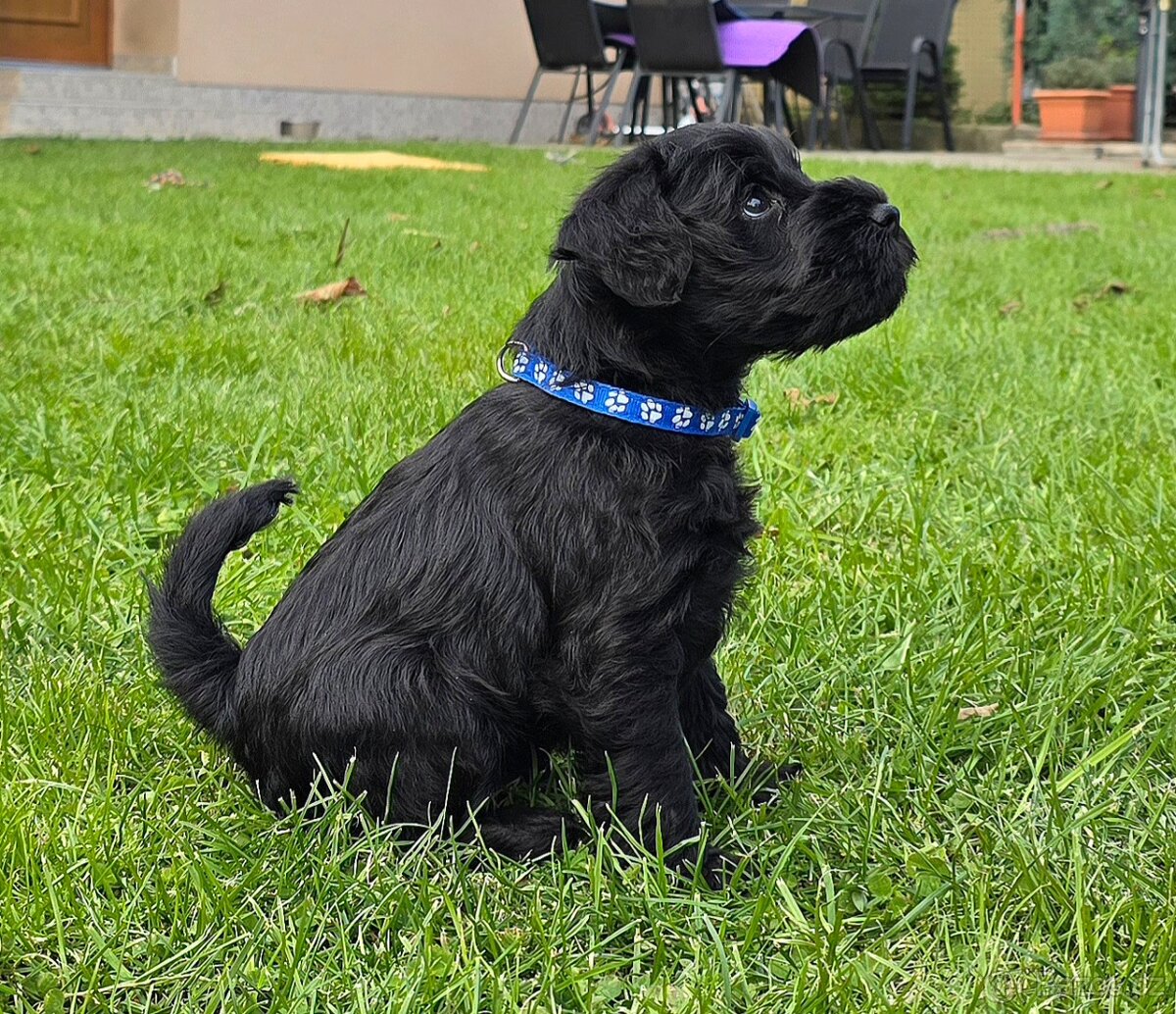 Knírač malý černý - 9