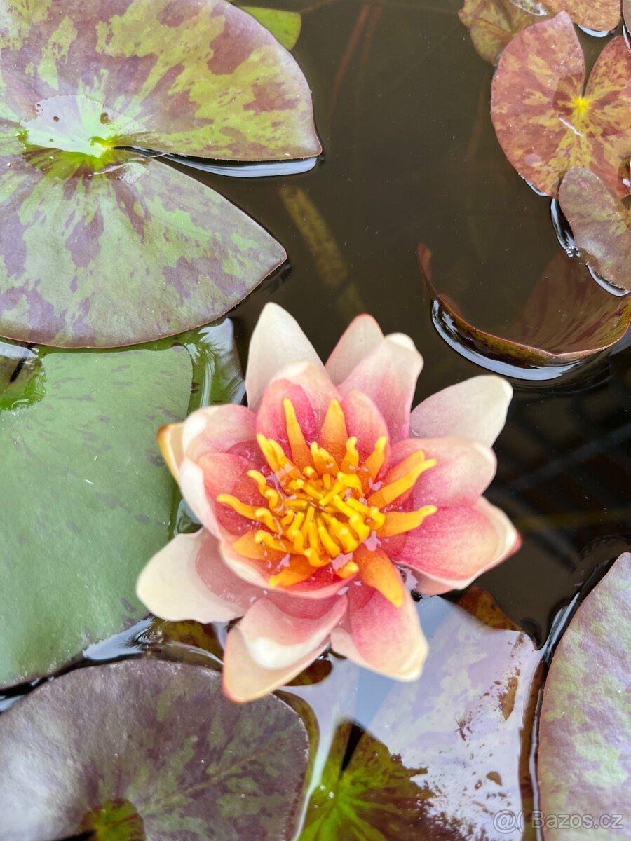 Leknin vodní rostlina kvetoucí posledních 10ks - 9