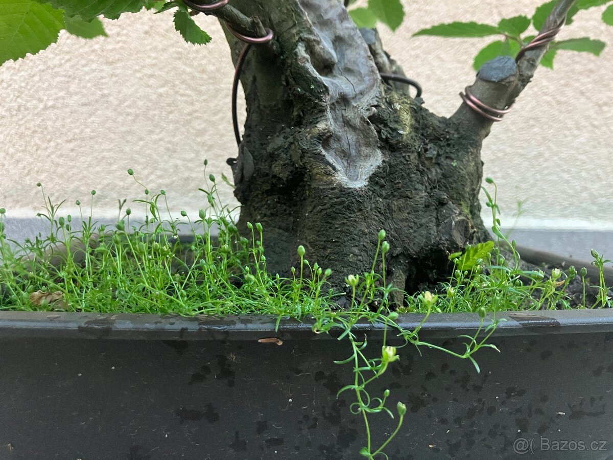Bonsai, Bonsaj, habr obecný - 9