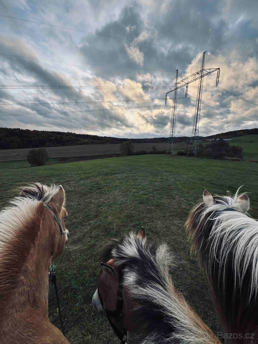 pastevní ustájení koní Dobříš - 9