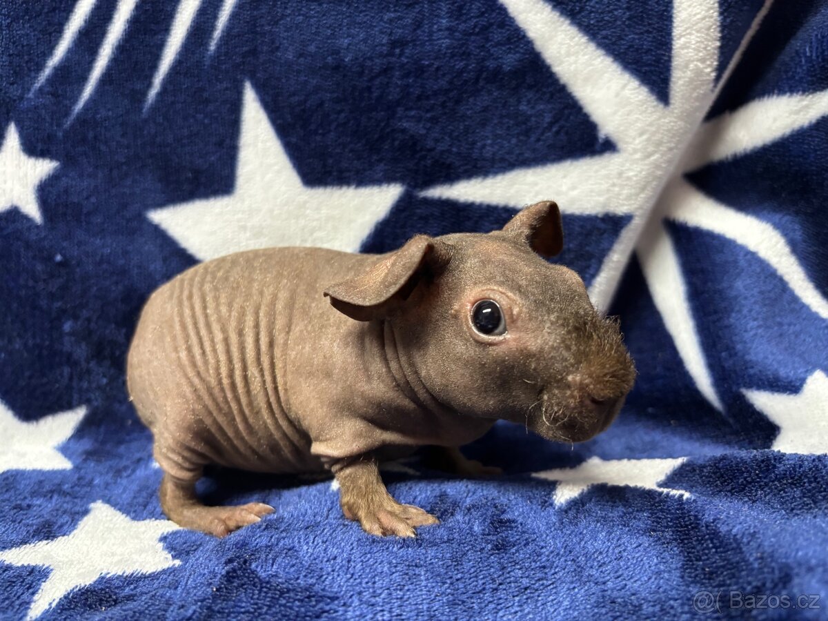 Skinny morče, samečci s PP - 9