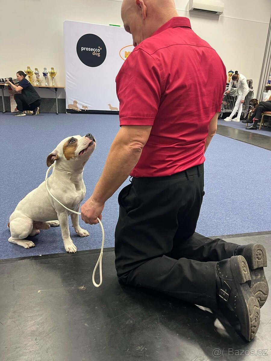 Krycí pes Stafordšírský bulteriér s PP . - 9