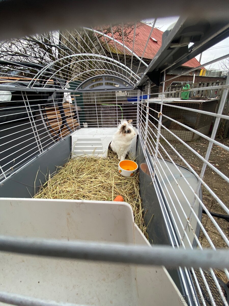 prodám králíčka teddylviček+beranek - 9