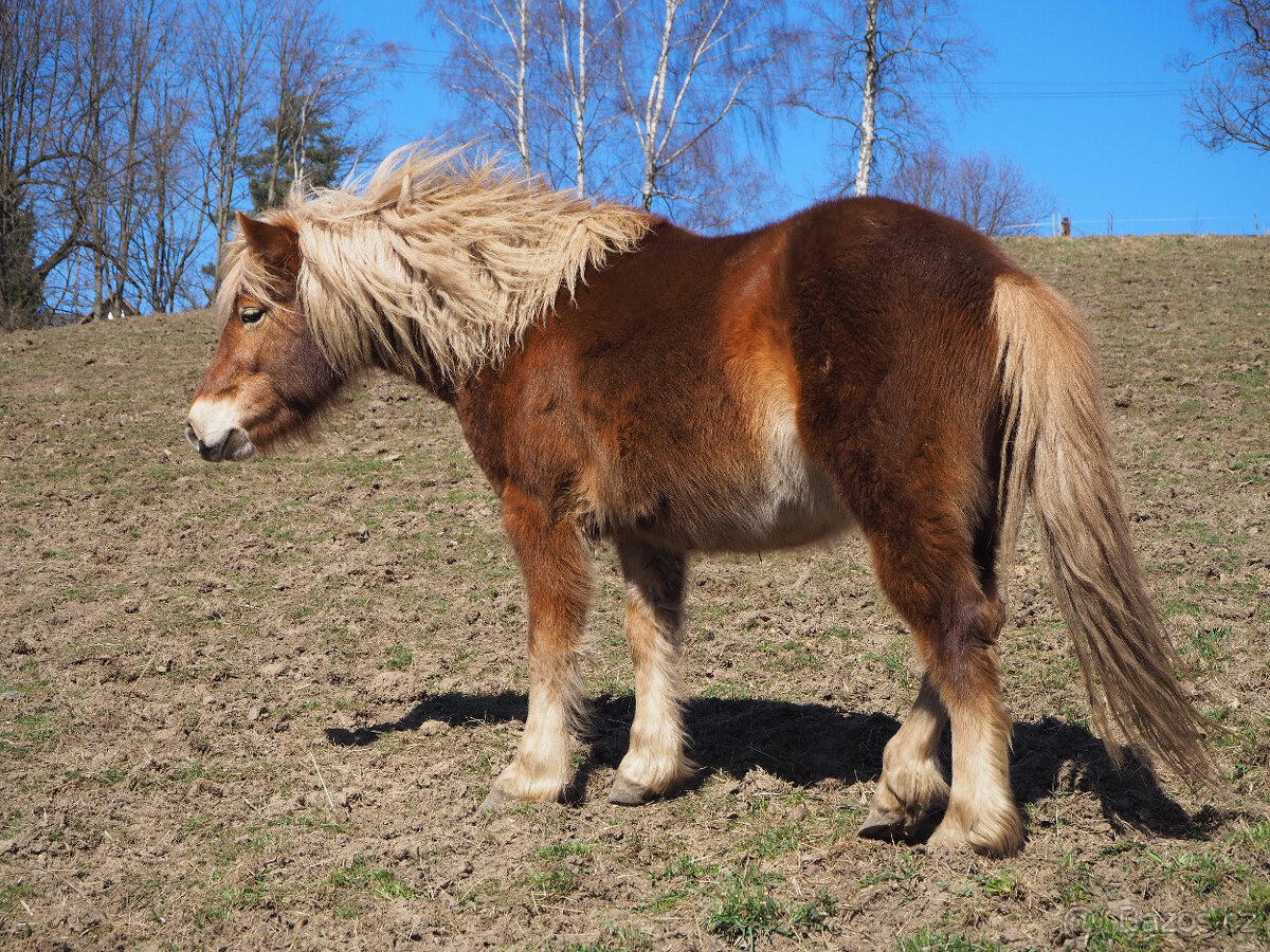 poník 125 cm KVH, 7 let, poloviční Hafling - 9
