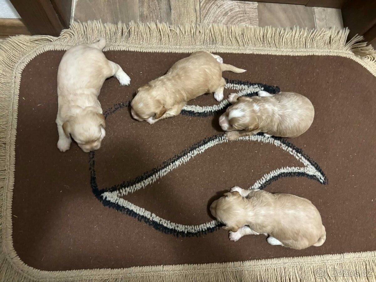 maltipo , maltipoo odber na mikuláša - 9