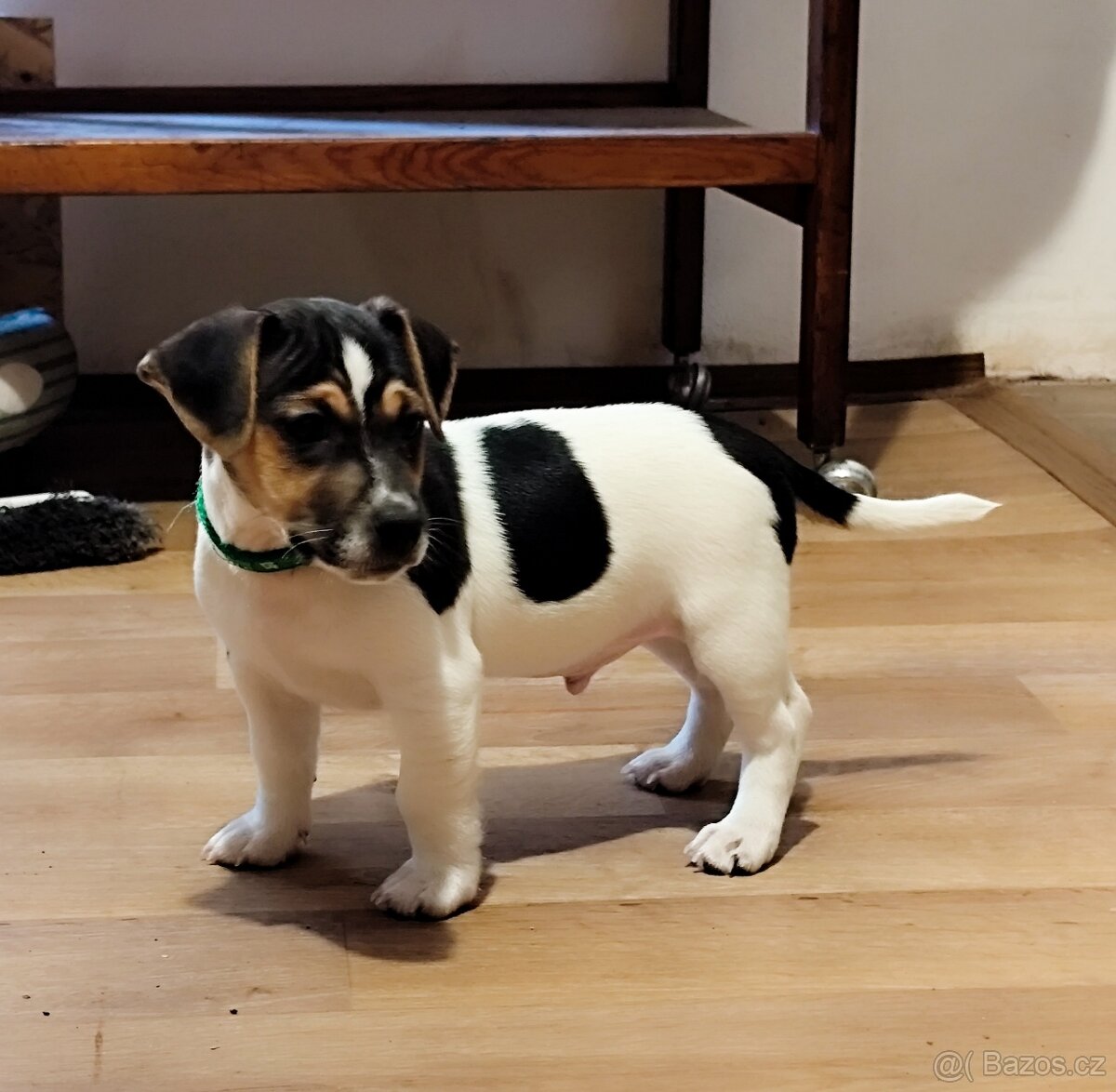 Jack Russell teriér - 9