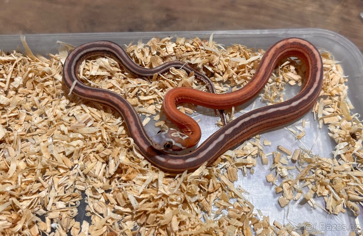 Užovka červená Scaleless - 9