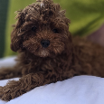 Cavapoo - 9