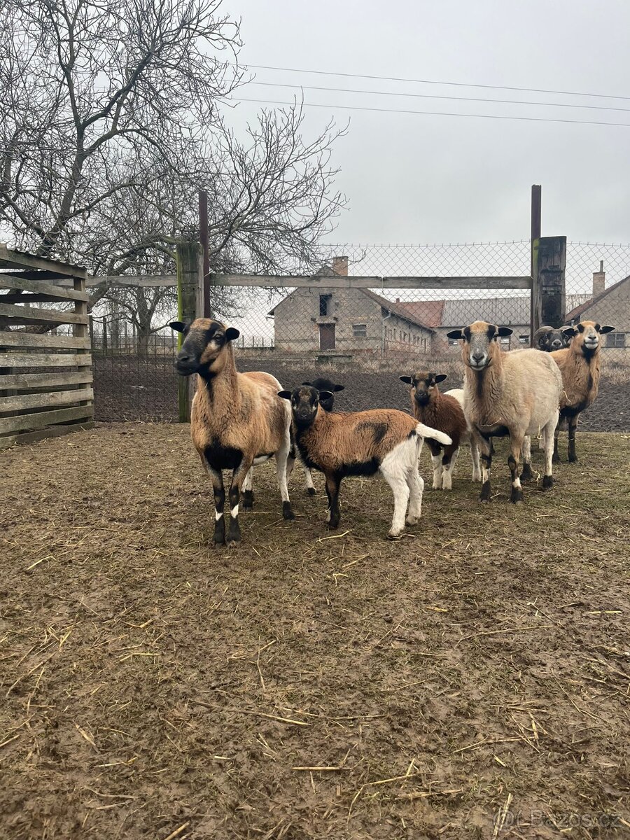 Ovce Kamerunská - jehňátka - 9