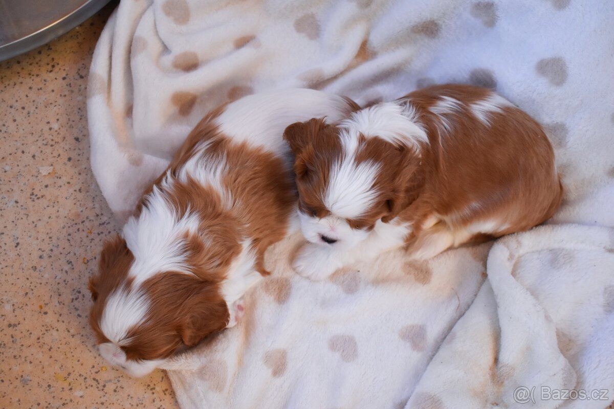 Šteniatka Cavalier King Charles Spaniel - 9