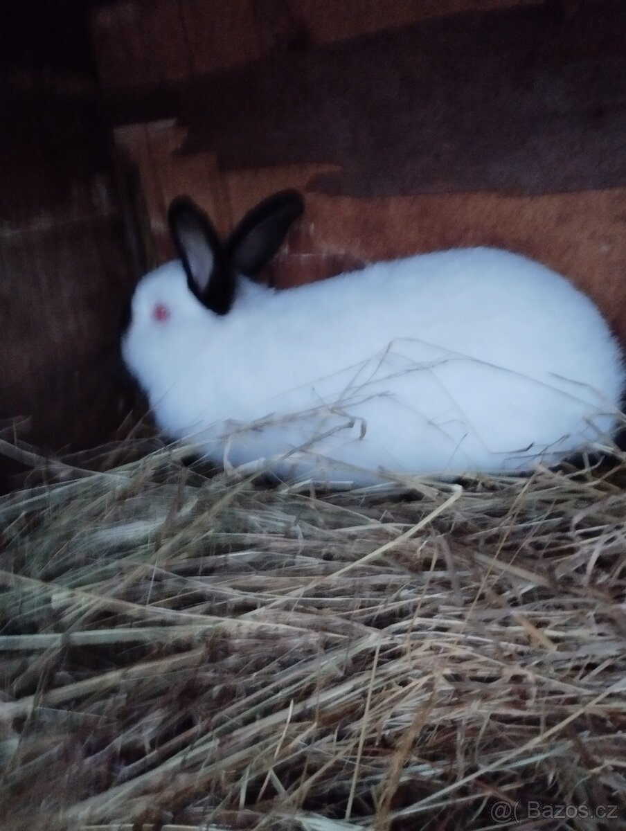 Prodám králíky.. - 9