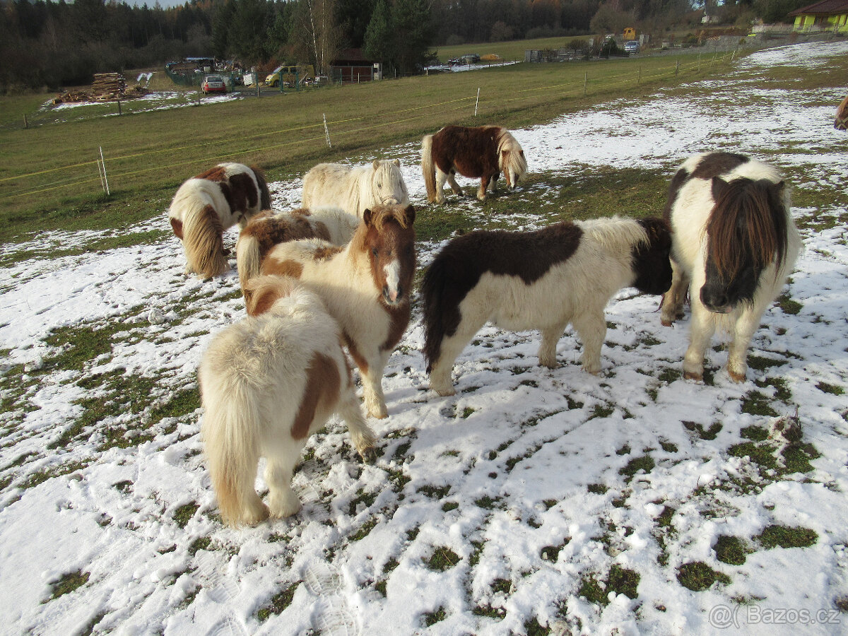 Shetland pony mini - 9