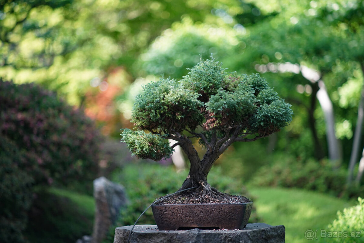 Super Multi-Coated Takumar 85/1.8, m42 závit - 9