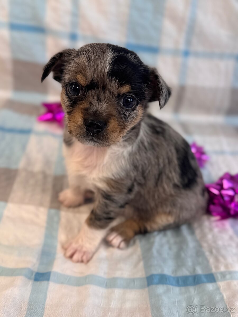 Hairless čivava - naháč - 9