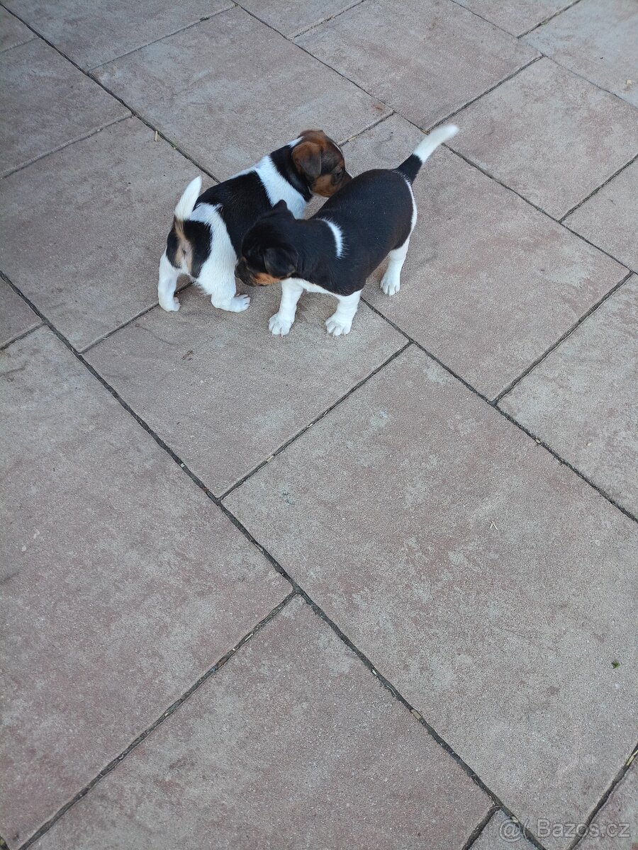 Jack Russel terier - 9