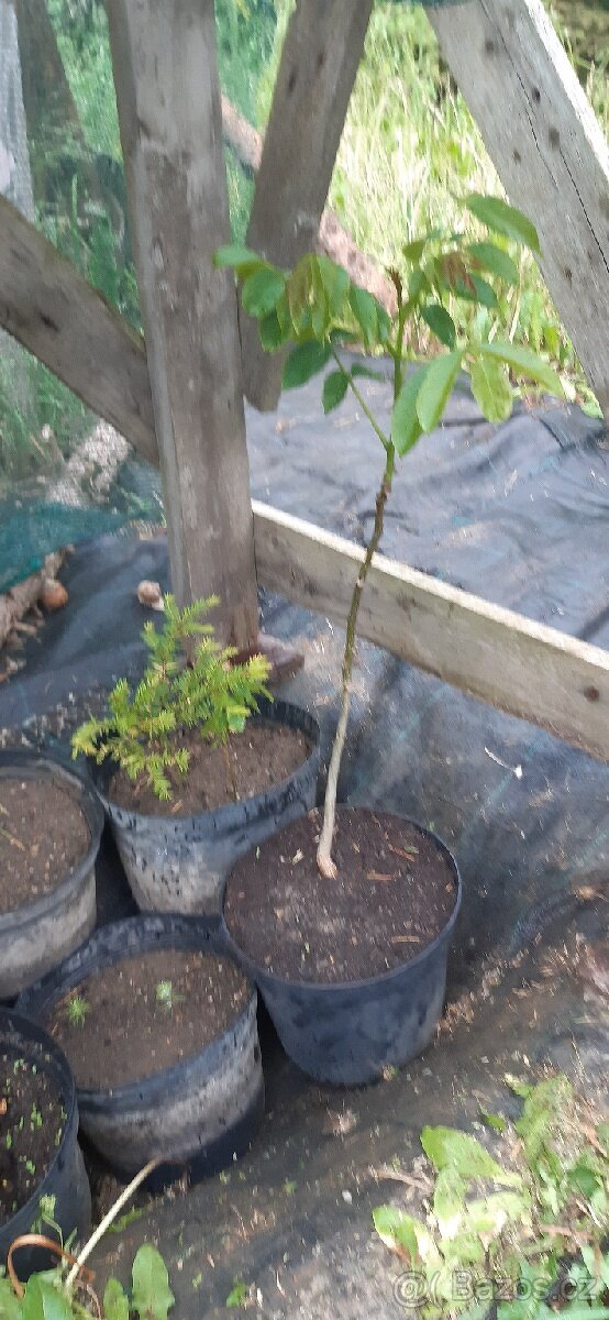 Semena vistárie a katalpy + stromky + vodní rostliny - 9