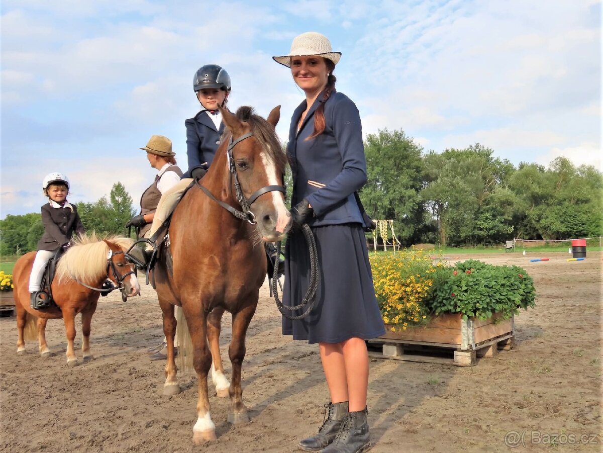 Klisna Welsh pony of cob type - 9