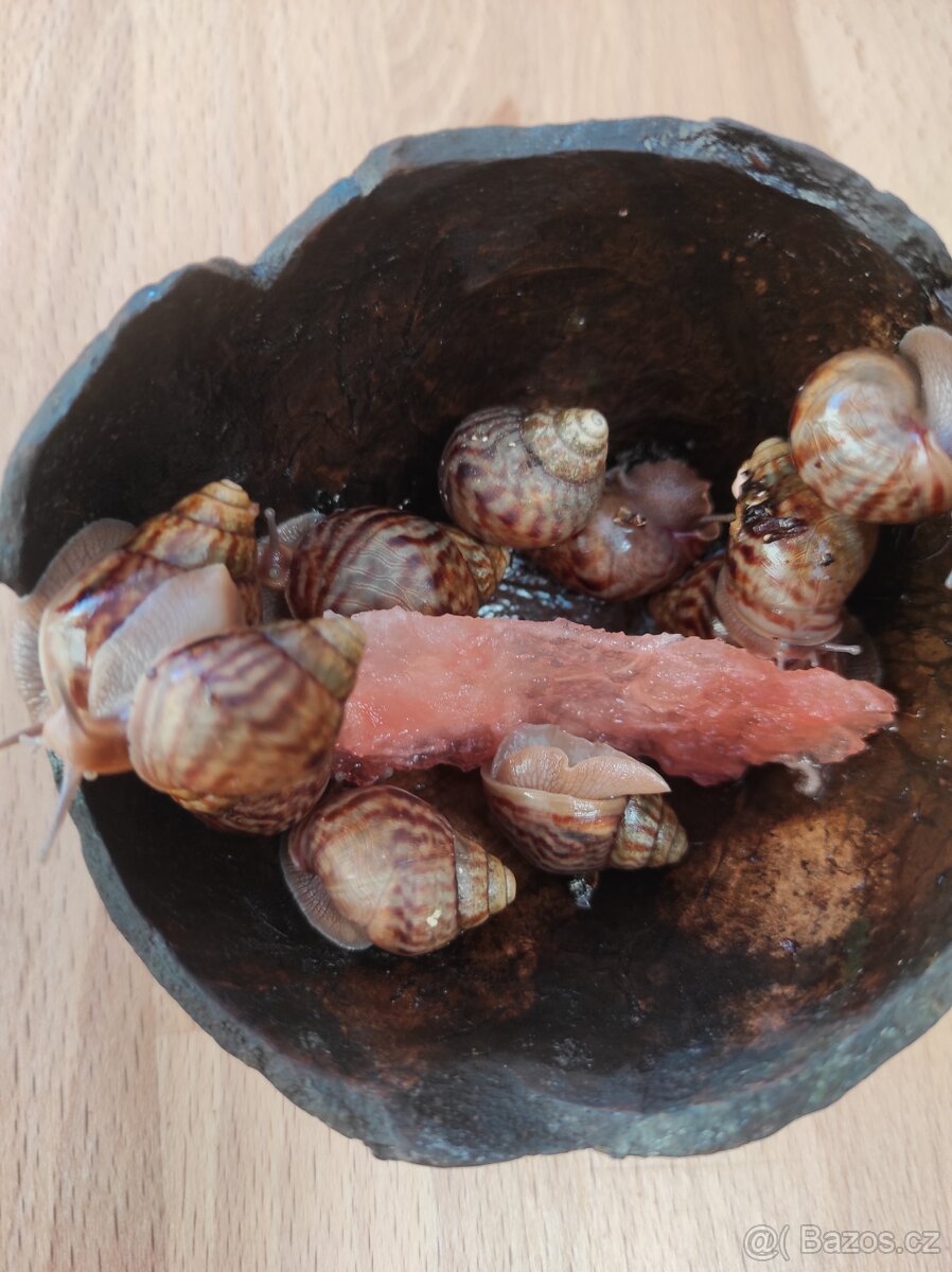 Šnek africký rodu achatina imacullata - 9