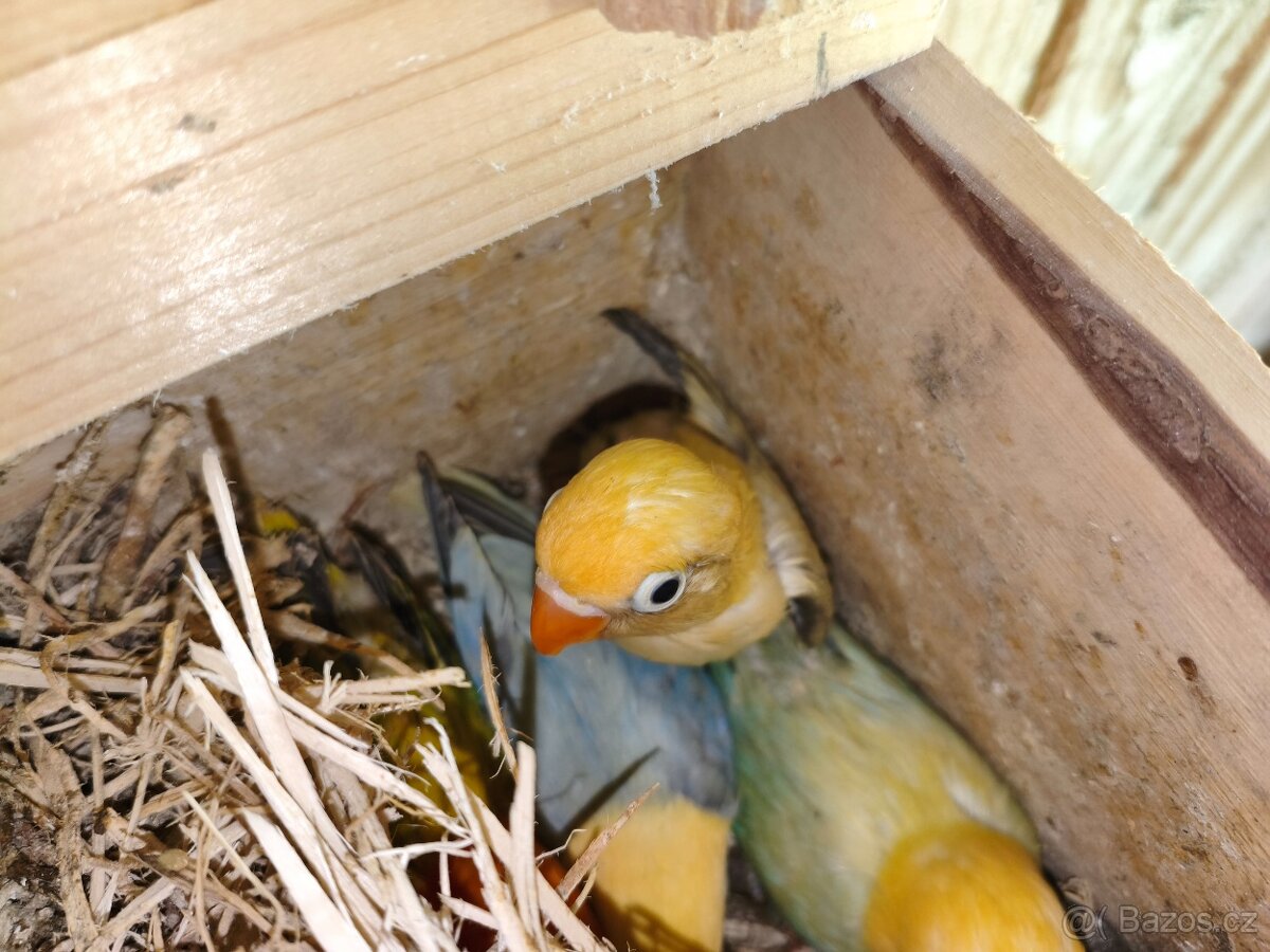 Agapornis fischeri - 9