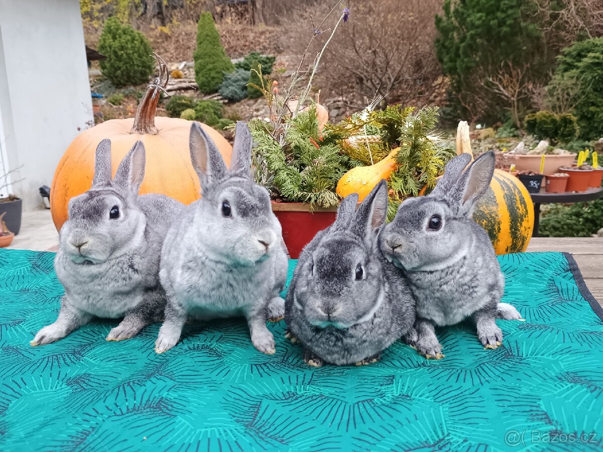 Zakrslý REX činčilový s PP - 9