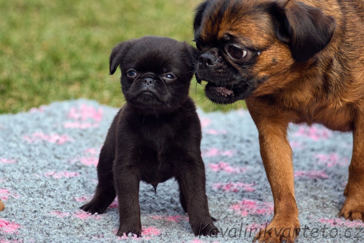 Brabantík s PP - pejsek - 9