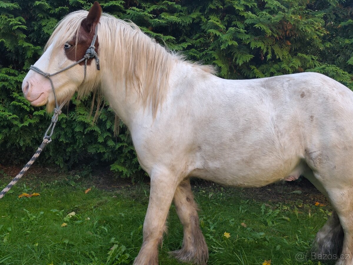 Irský Cob hřebec - 9