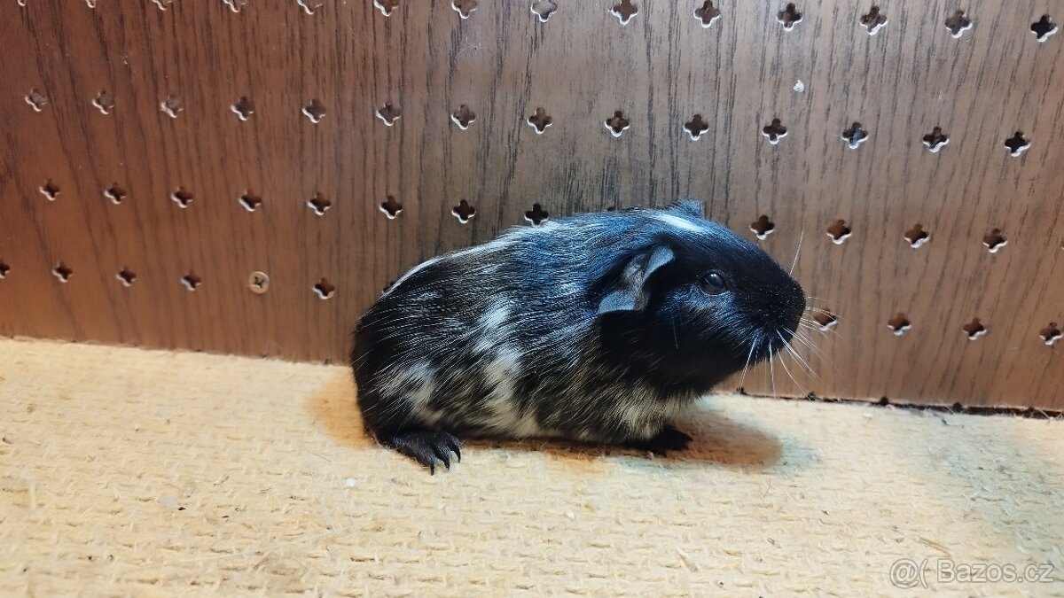 Morčata - morče dalmatin - 9