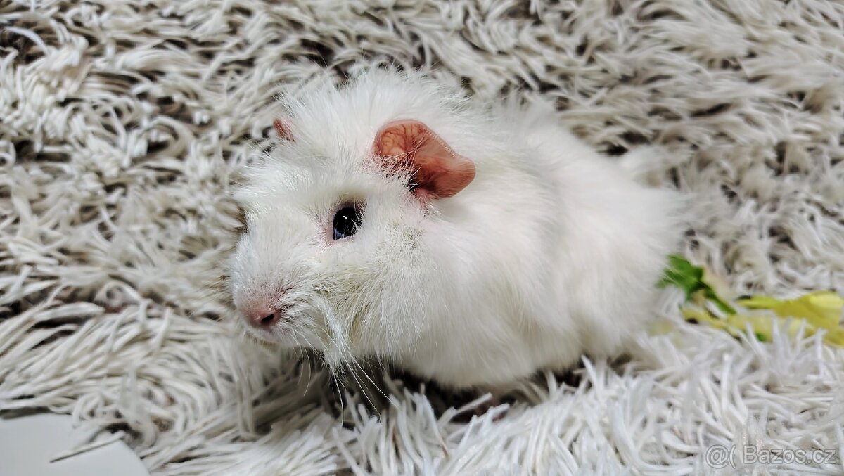 Morče, Morčata, Morčátko, Morčátka - DARWIN A MERLIN - 9