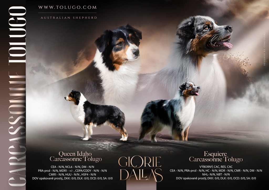 Australský ovčák - 9