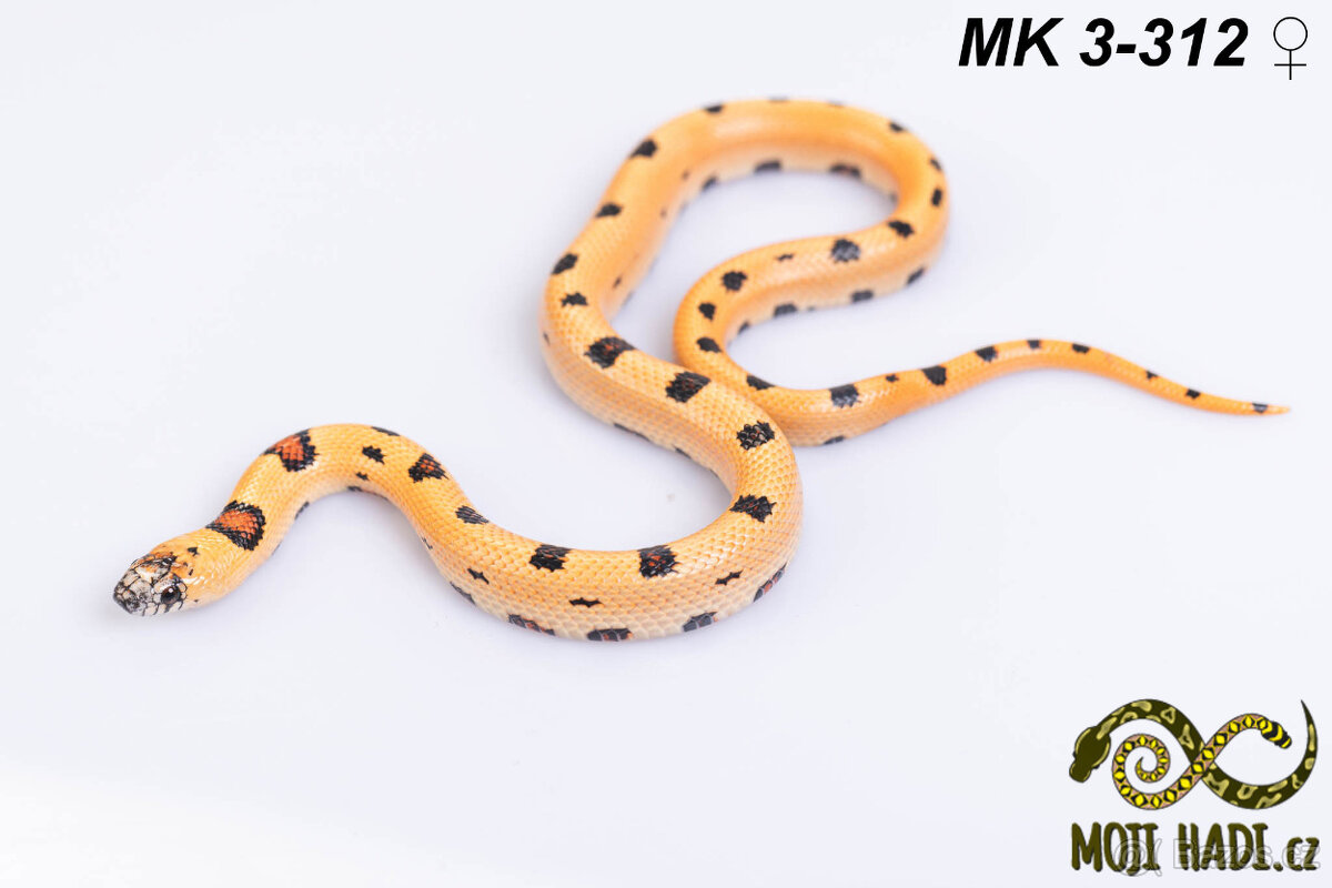 Lampropeltis MAGMAKING - 9