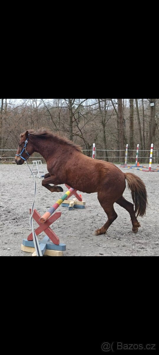Školní pony - 9