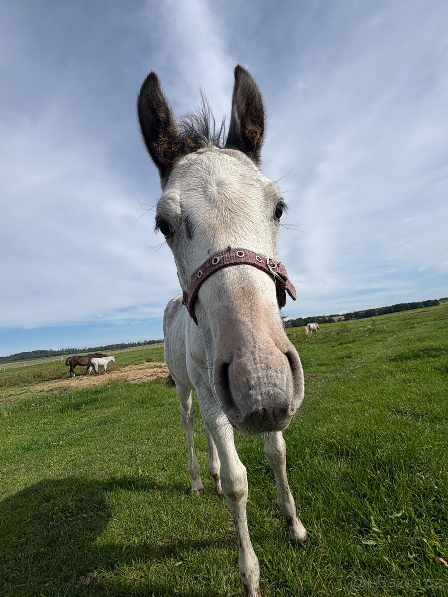 Hřebeček Appaloosa - 9
