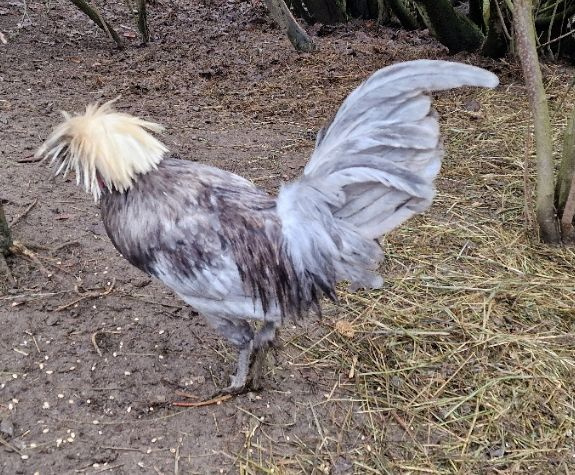 Kohouti Holanďanky, Hedvábničky - 9