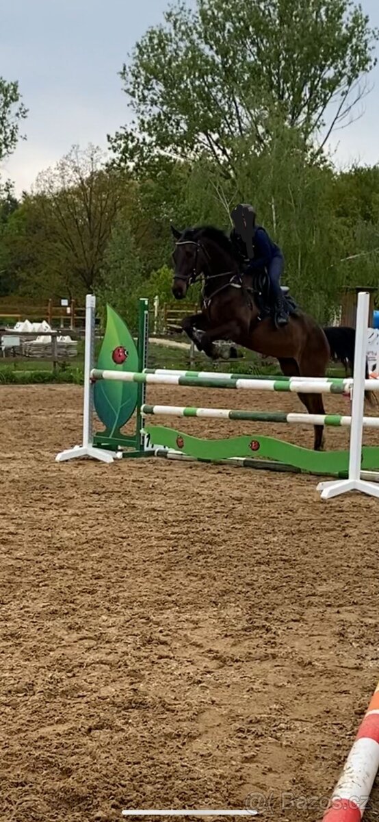 Zdravá sportovní Klisna 14 let - 9