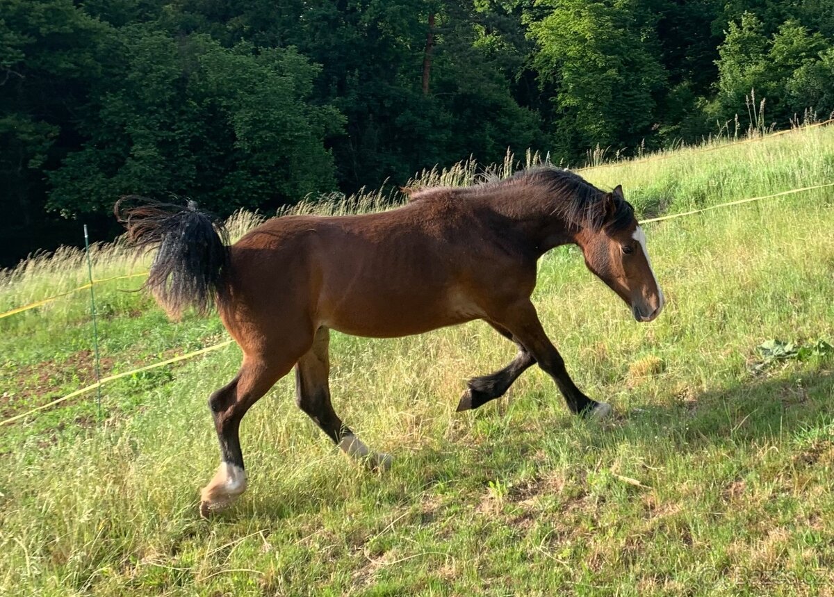 Welsh pard Bred malý sportovní kůň - 9