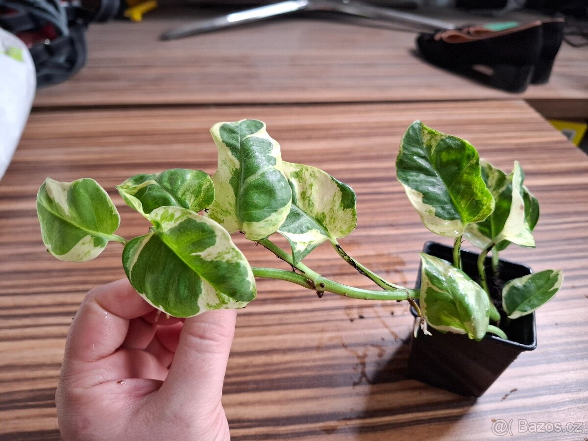 Sada rostlinek - 333 Kč/ 4 kusy - 9