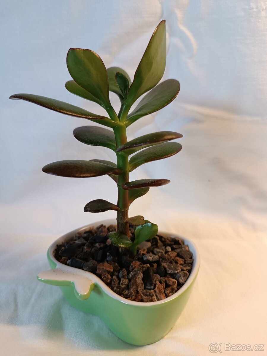 Tlustice - pokojové rostliny včetně květináčů - 9