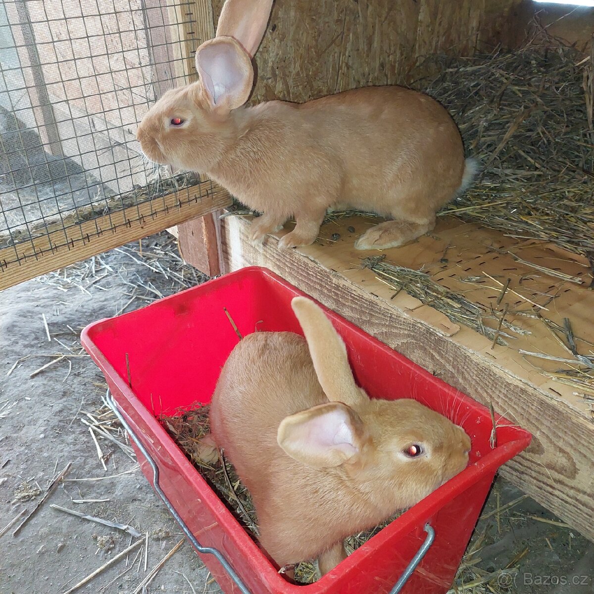 Samičky BU na chov - 9