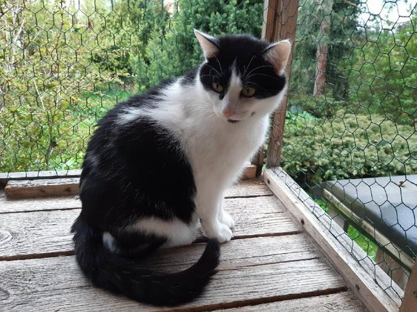 Krásná Rozárka hledá domov pro sebe a svou mámu - 9