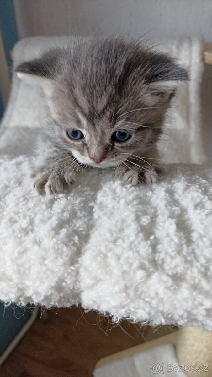 Britská whiskas kočička s PP - 9