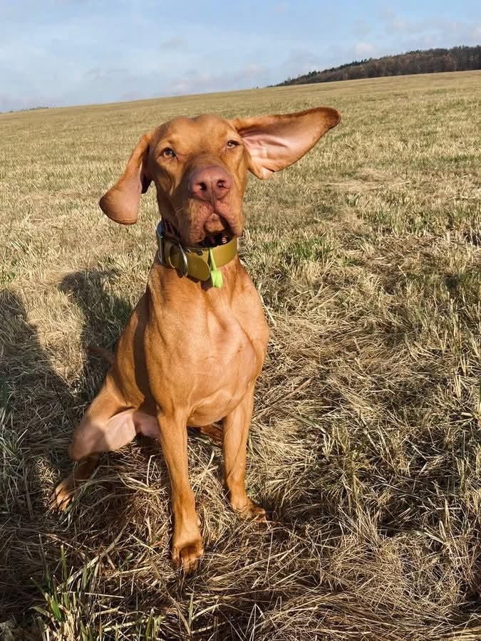 Stěně Labrador X Lovecký Pes - 9