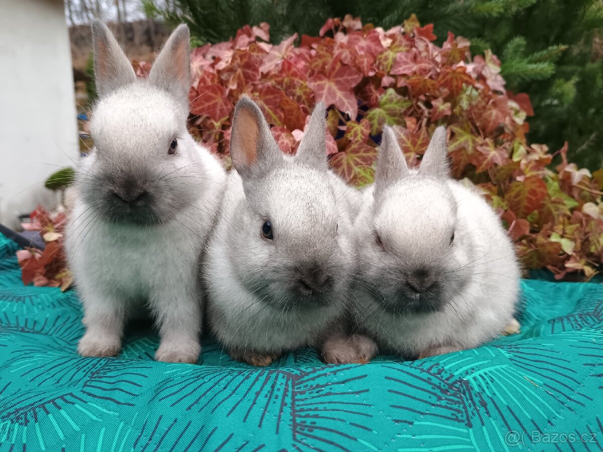 Zakrslý siamský žlutý miminka - 9