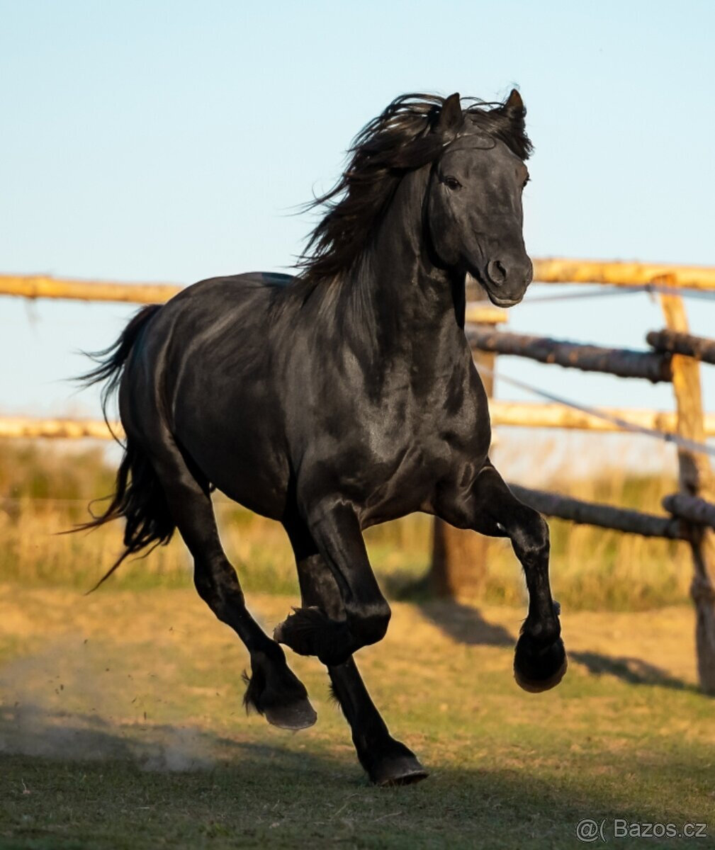 Připouštění černým hřebcem Welsh Cob D - rok 2026 - 9