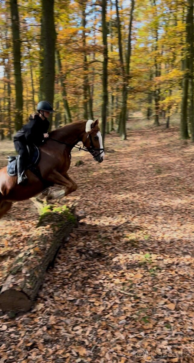 Prodám krásnou klisnu. - 9