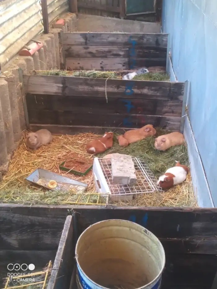 Obří Cuy morčata Doležal świnka morska Meerschweichen - 9