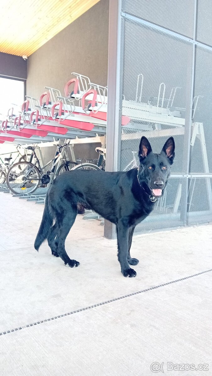 Štěňata labrador x německý ovčák - 9