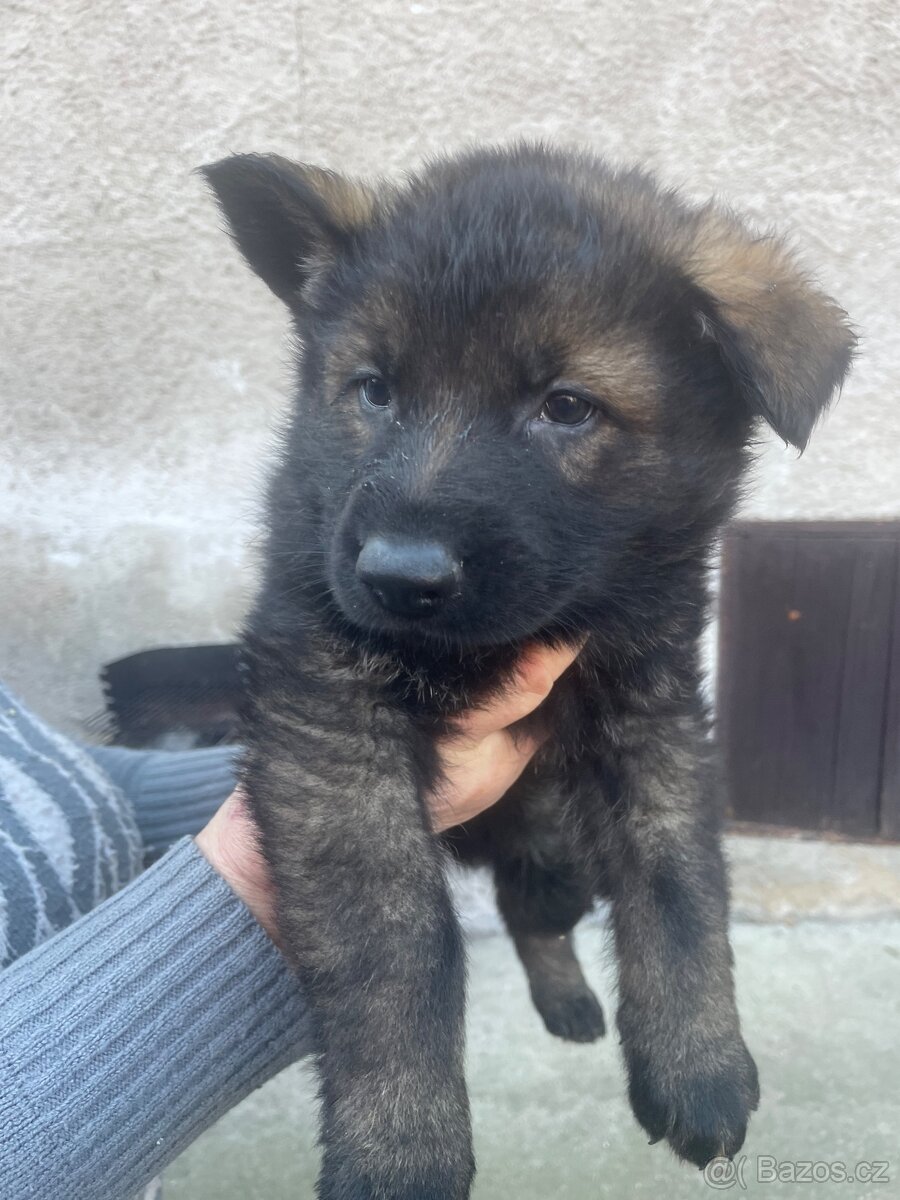 Německý ovčák - 9