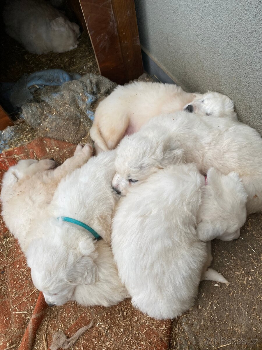 Prodám štěňata Slovenského čuvače - 9