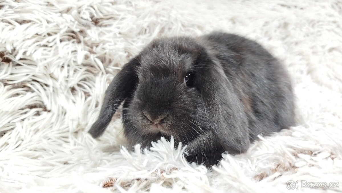 Zakrslý beránek, králíček, králík - BRUNO - 9