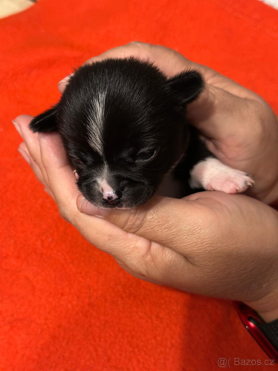 Čivava s PP, krásná štěňátka k odběru. - 9